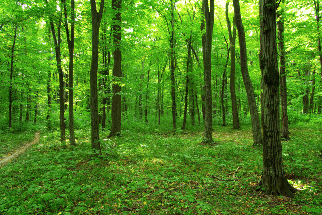 Bosque frondoso con árboles altos y follaje verde, representando un ecosistema natural ideal para estudios forestales como los marteloscopios.