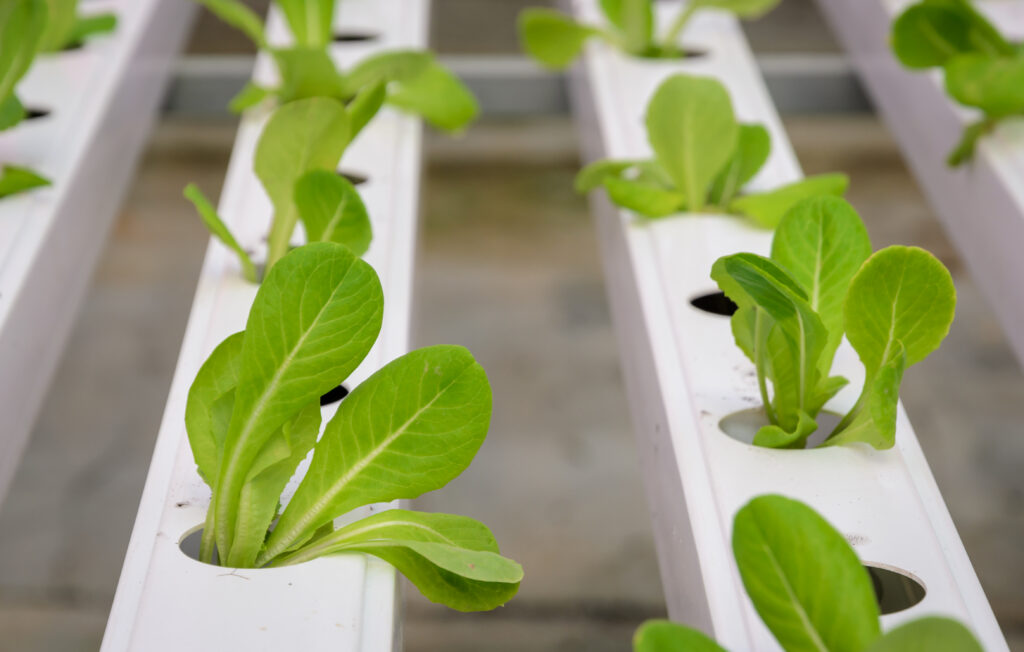 Plantines de lechuga cultivados en sistema hidropónico, sin tierra, sobre estructuras plásticas blancas.
