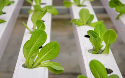 Plantines de lechuga cultivados en sistema hidropónico, sin tierra, sobre estructuras plásticas blancas.