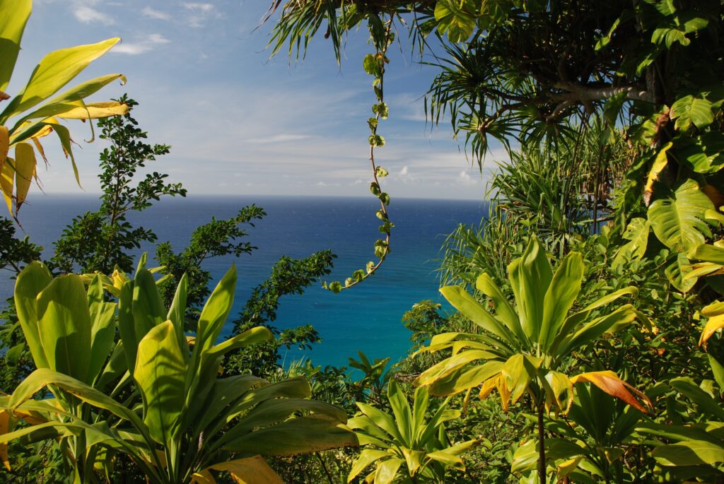 Vista desde la selva tropical hacia el océano en una zona natural de Nicaragua, rodeada de vegetación frondosa.