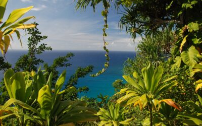 Vista desde la selva tropical hacia el océano en una zona natural de Nicaragua, rodeada de vegetación frondosa.