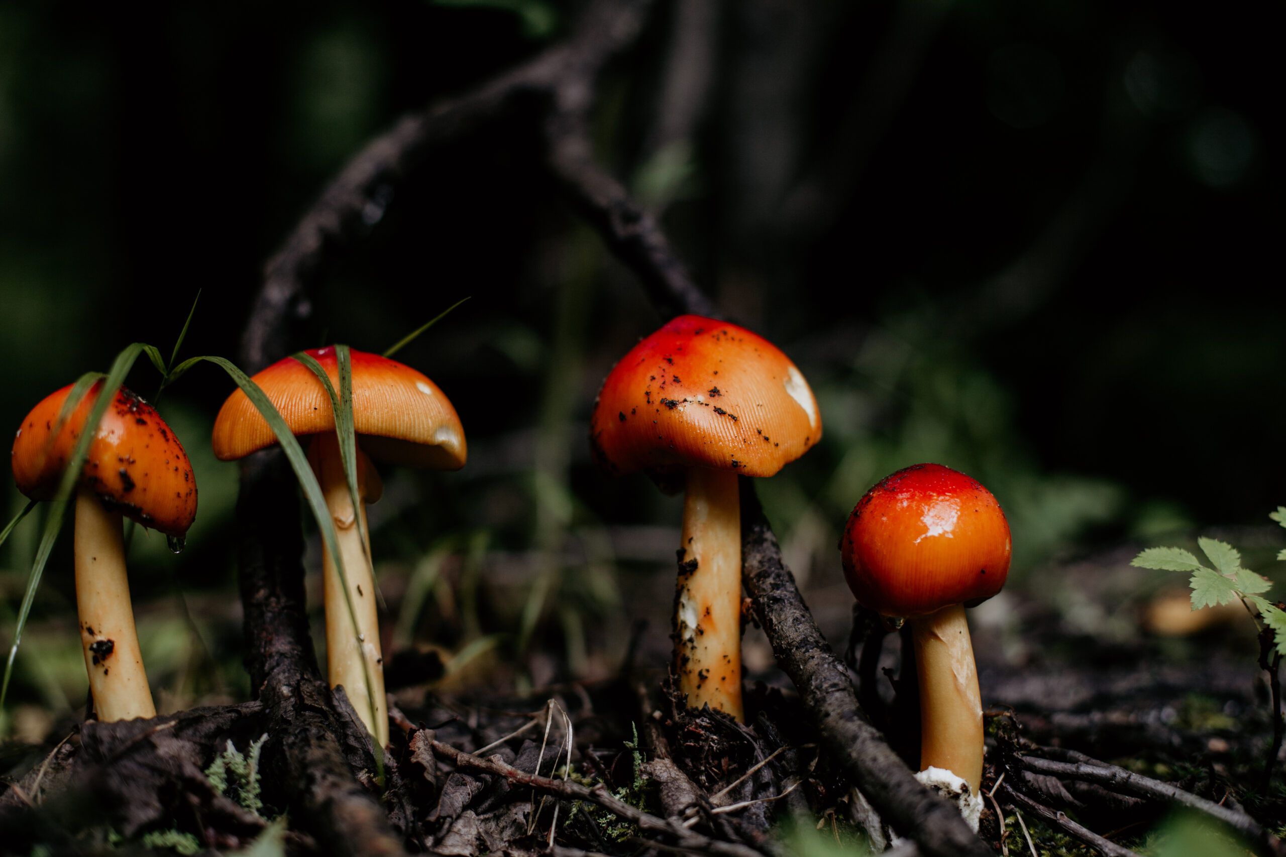 Grupo de hongos naranjas con sombreros brillantes creciendo en un suelo húmedo y sombrío del bosque, rodeados de ramas y vegetación.