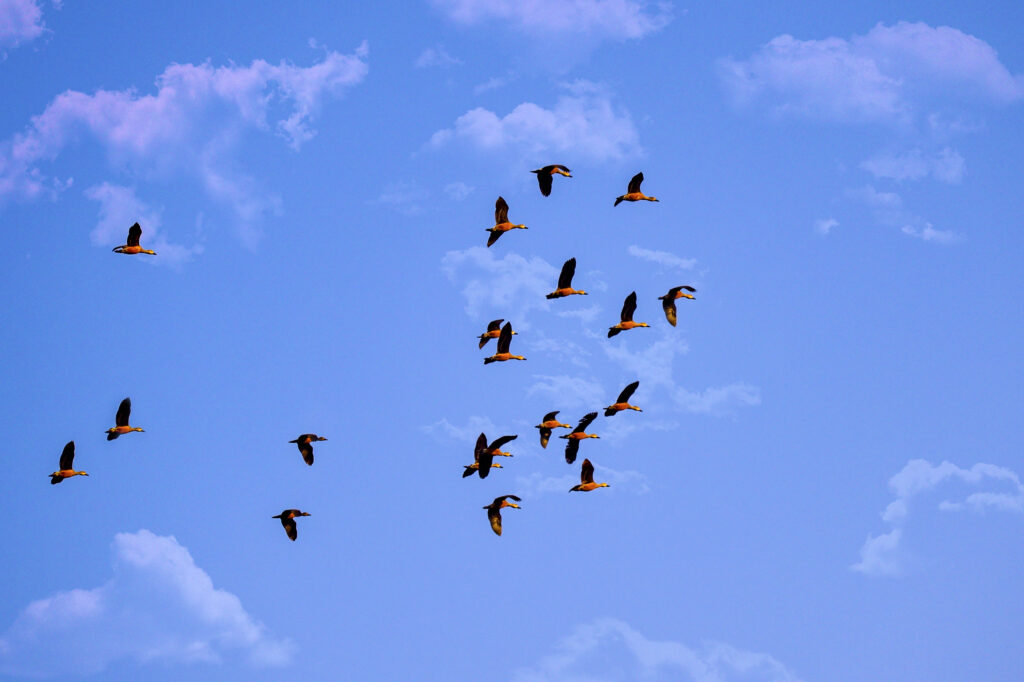 Bandada de aves migratorias volando en formación bajo un cielo azul con nubes dispersas.