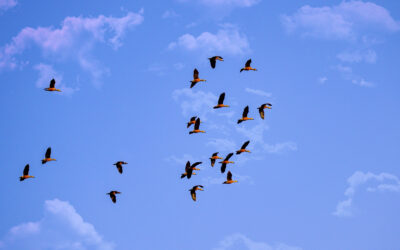 Bandada de aves migratorias volando en formación bajo un cielo azul con nubes dispersas.