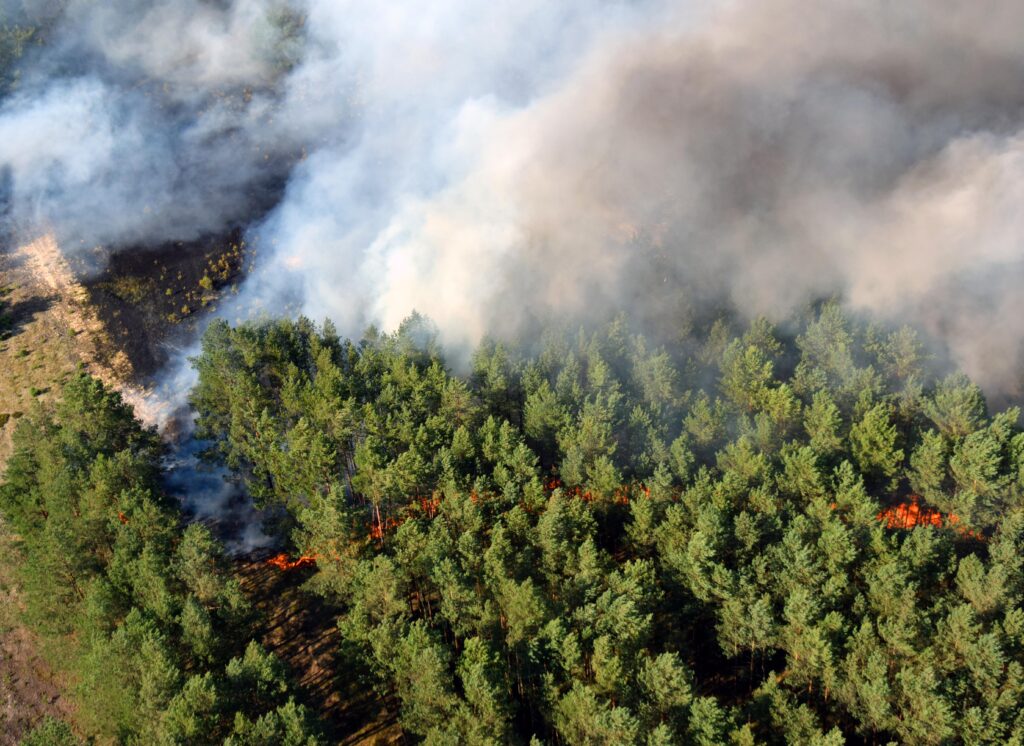Incendio forestal activo en bosque patagónico con humo espeso cubriendo grandes extensiones de árboles nativos.