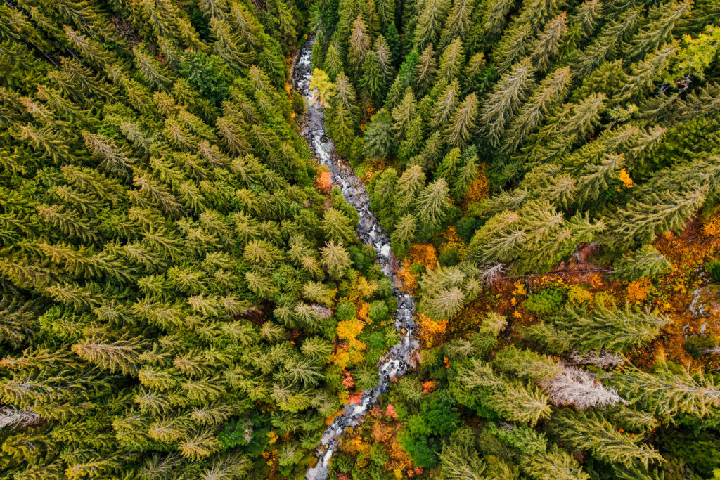 Vista aérea de un denso bosque con árboles de diferentes tonalidades verdes y otoñales atravesado por un arroyo, reflejando la riqueza de un ecosistema natural.