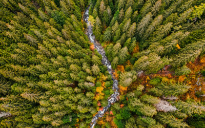 Vista aérea de un denso bosque con árboles de diferentes tonalidades verdes y otoñales atravesado por un arroyo, reflejando la riqueza de un ecosistema natural.