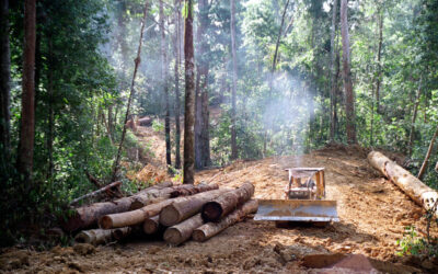 Desmonte en un bosque chaqueño con maquinaria pesada y troncos apilados listos para su comercialización.