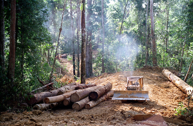 Desmonte en un bosque chaqueño con maquinaria pesada y troncos apilados listos para su comercialización.