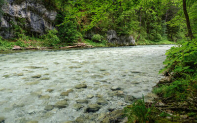 Río de aguas cristalinas rodeado de un bosque verde y frondoso en una región montañosa.