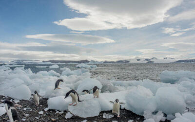Grupo de pingüinos caminando entre bloques de hielo en una costa antártica, símbolo de los desafíos de conservación en áreas protegidas.
