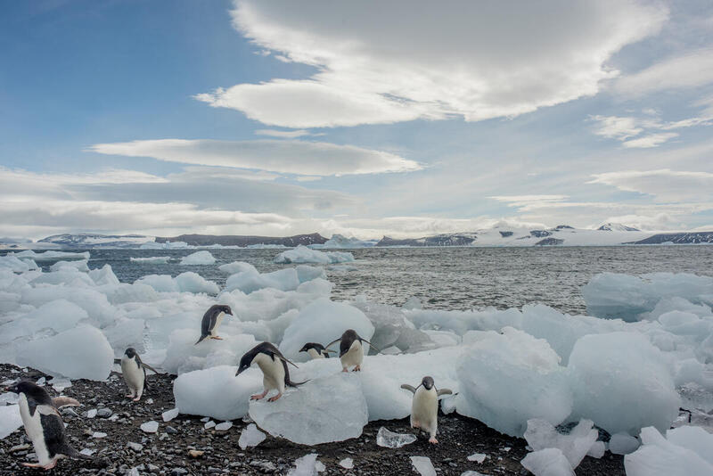 Grupo de pingüinos caminando entre bloques de hielo en una costa antártica, símbolo de los desafíos de conservación en áreas protegidas.
