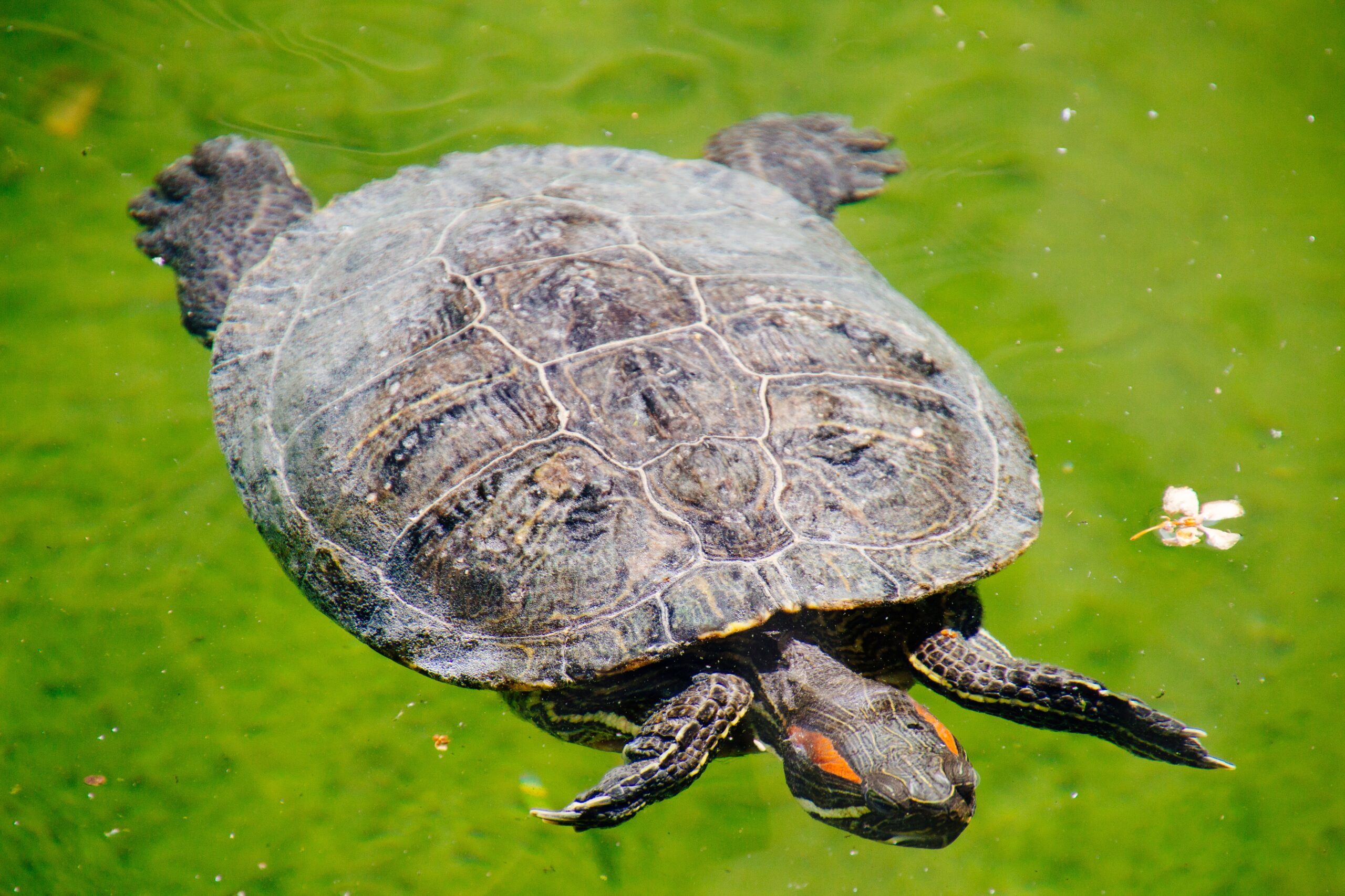 Tortuga acuática de orejas rojas nadando en agua verde, vista desde arriba.