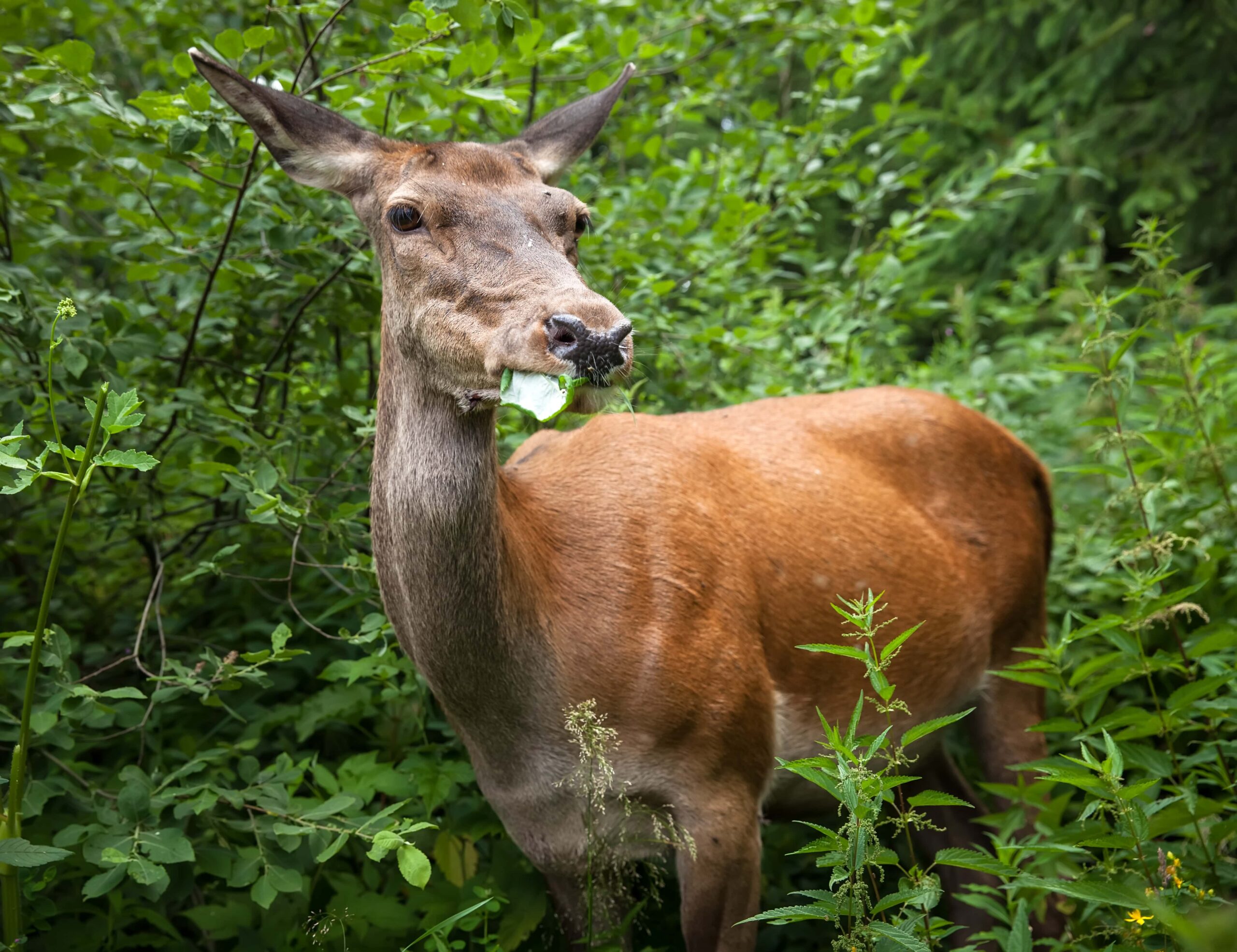 Huemul joven entre la vegetación, comiendo hojas en su hábitat natural patagónico.