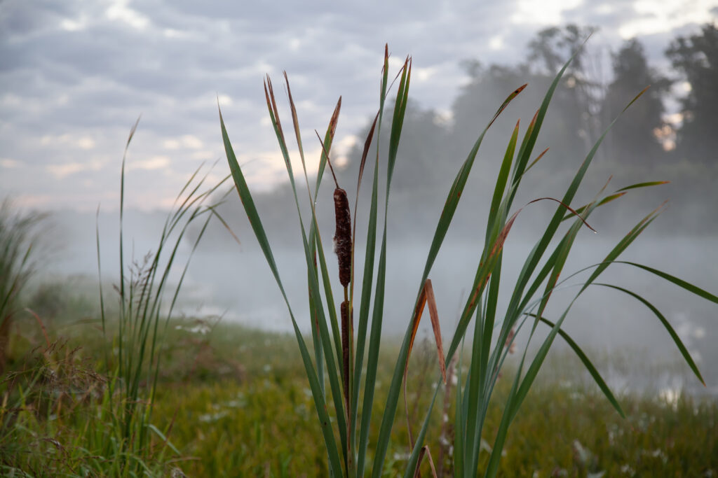 Vegetación autóctona de un humedal al amanecer con niebla y árboles de fondo.