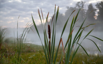 Vegetación autóctona de un humedal al amanecer con niebla y árboles de fondo.