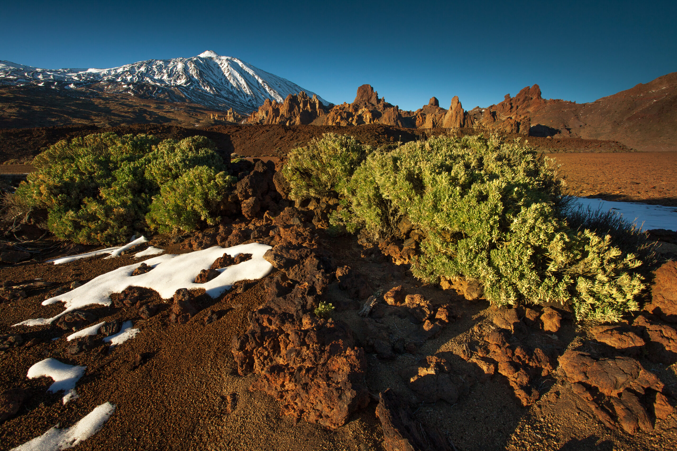 Paisaje altoandino con arbustos nativos, suelo volcánico y montañas nevadas en el horizonte, bajo un cielo despejado.
