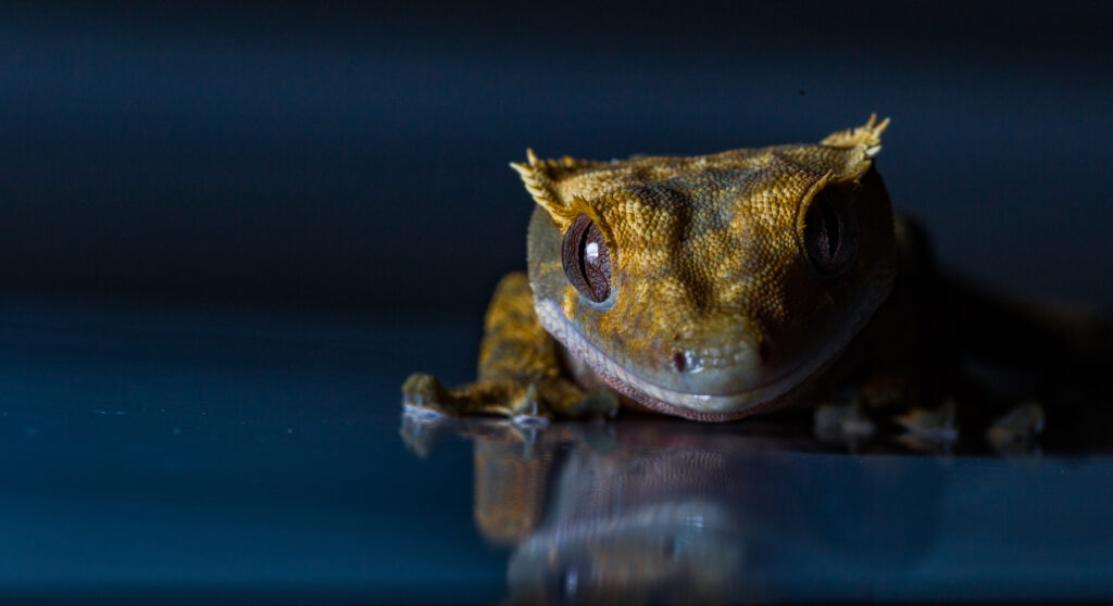 Primer plano de un lagarto sobre fondo oscuro, símbolo del hallazgo de una nueva especie en las selvas colombianas.