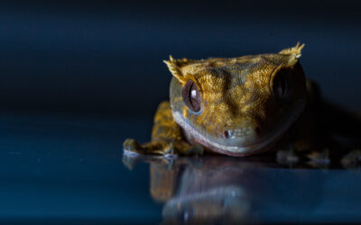 Primer plano de un lagarto sobre fondo oscuro, símbolo del hallazgo de una nueva especie en las selvas colombianas.