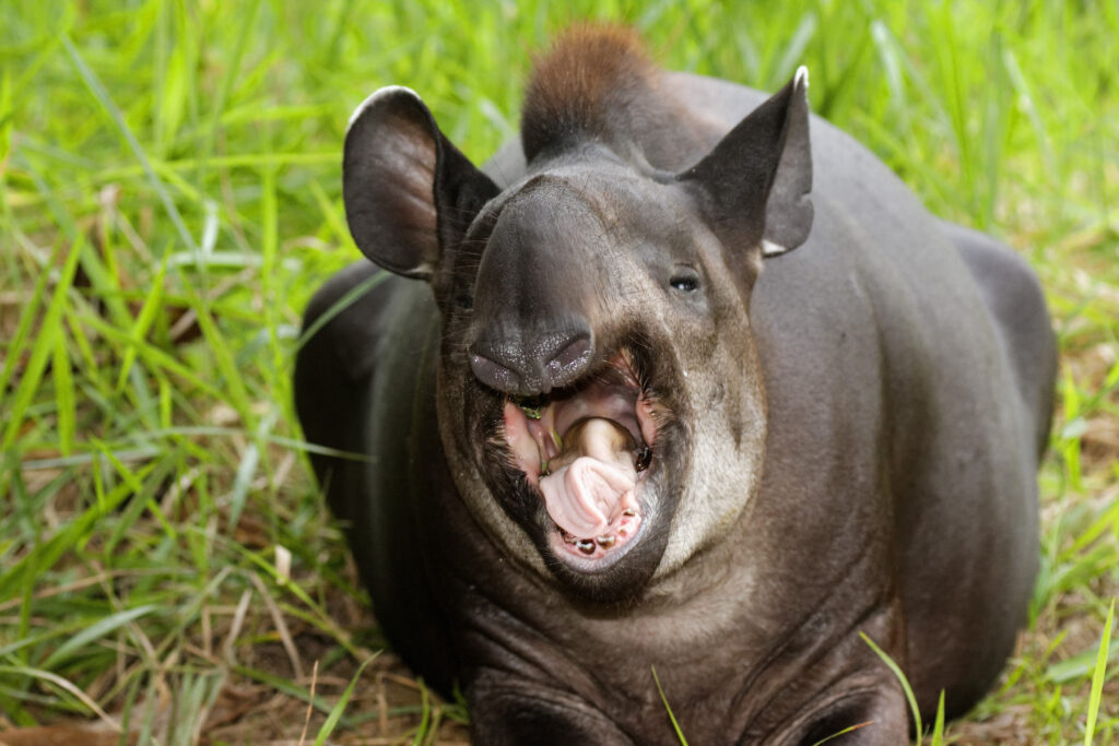 Tapir sudamericano acostado en el pasto con la boca abierta, mostrando sus dientes y lengua en un entorno natural verde.