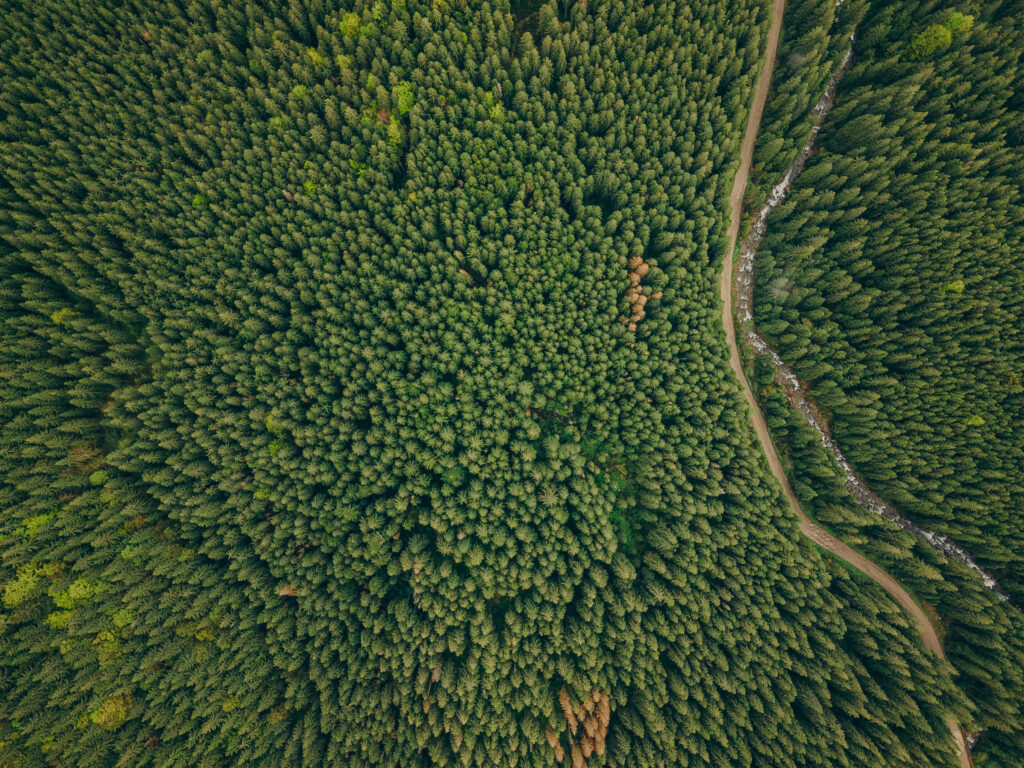 Vista aérea de un denso bosque verde con un sendero serpenteante y un pequeño arroyo al costado, ilustrando la biodiversidad y continuidad ecológica del ecosistema.