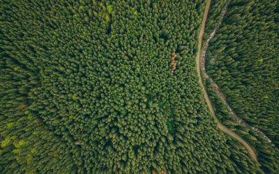 Vista aérea de un denso bosque verde con un sendero serpenteante y un pequeño arroyo al costado, ilustrando la biodiversidad y continuidad ecológica del ecosistema.