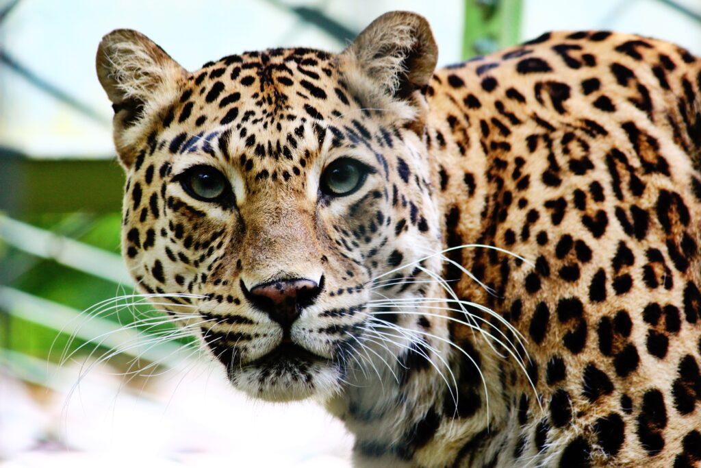Primer plano de un jaguar en alerta con su característico pelaje moteado y mirada fija.