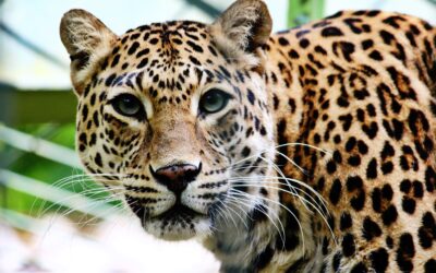 Primer plano de un jaguar en alerta con su característico pelaje moteado y mirada fija.
