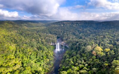 Vista aérea de una densa selva tropical con una cascada al centro, rodeada de una extensa biodiversidad vegetal.