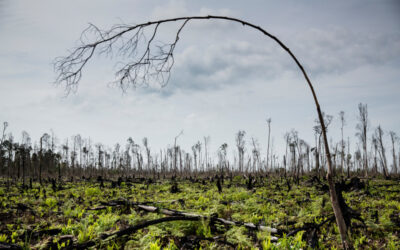 Paisaje de bosque tropical calcinado con un árbol curvado en primer plano.