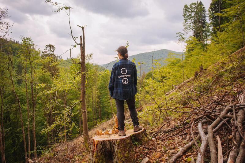 Persona con chaqueta de Greenpeace sobre un tocón mirando un bosque parcialmente talado.