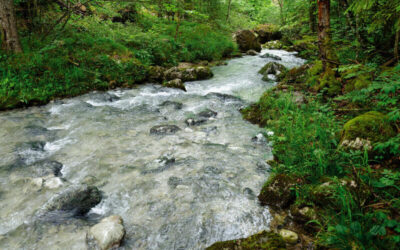Arroyo de aguas claras corriendo entre piedras en un bosque verde.