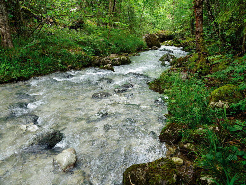 Arroyo de aguas claras corriendo entre piedras en un bosque verde.