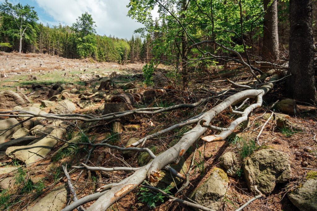 Árbol caído sobre terreno rocoso en una zona de bosque parcialmente deforestada.