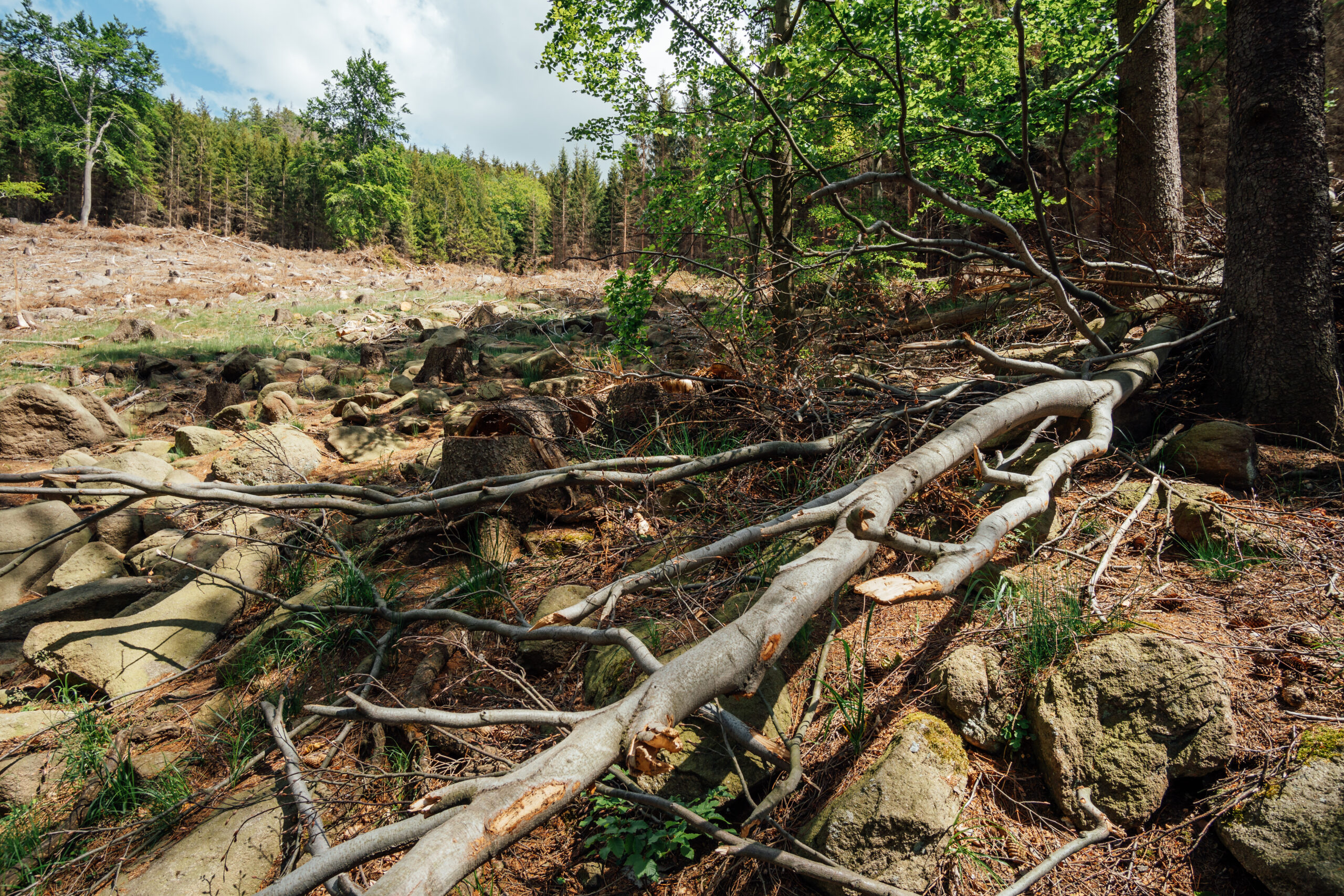 Árbol caído sobre terreno rocoso en una zona de bosque parcialmente deforestada.