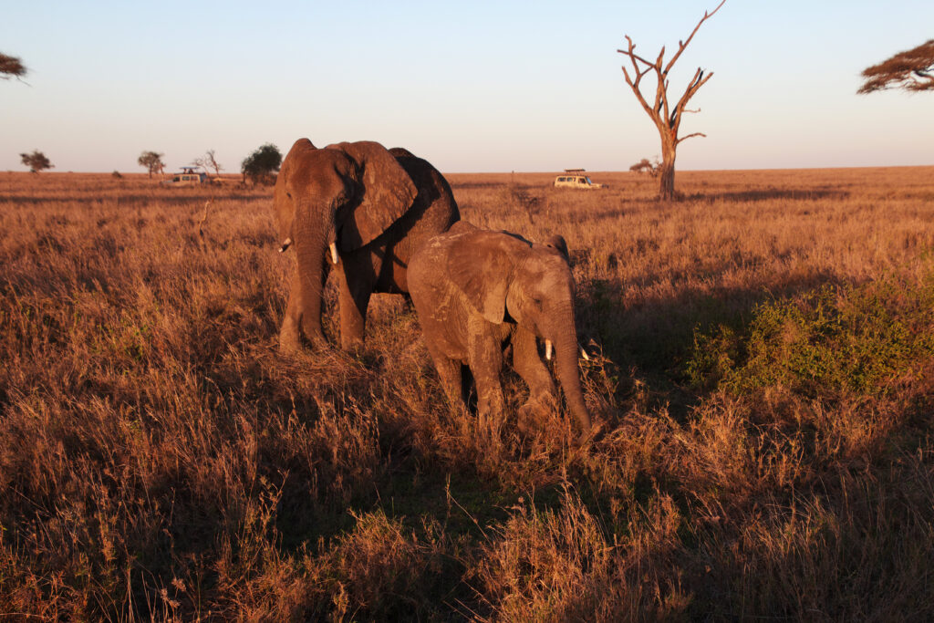 Elefante adulto y cría caminando en la sabana africana al atardecer, con jeeps de safari al fondo.