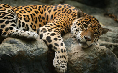 Jaguar recostado sobre una roca en la selva, con expresión tranquila y pelaje moteado.