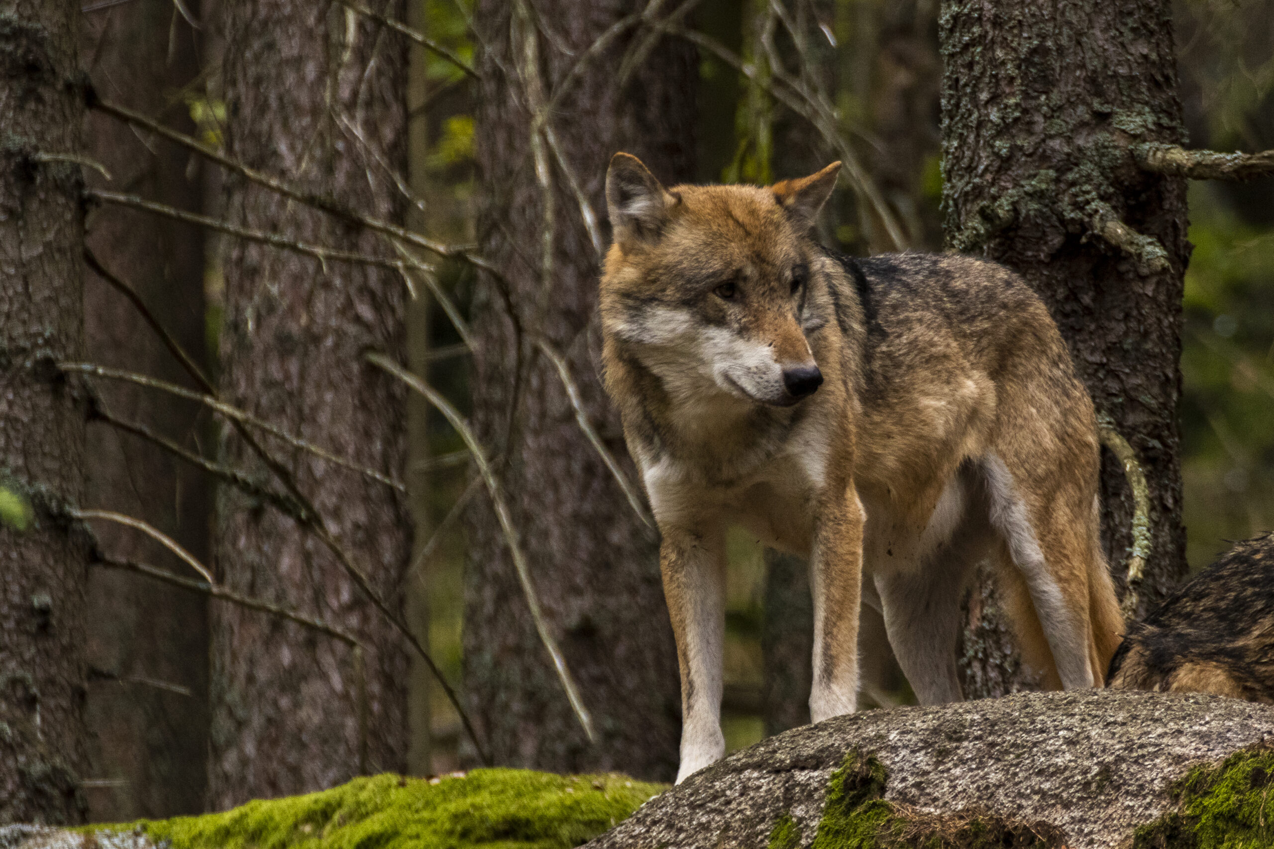 Lobo ibérico de pie sobre una roca cubierta de musgo en un bosque frondoso.