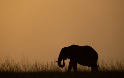 Silueta de un elefante caminando entre pastos altos durante el atardecer.