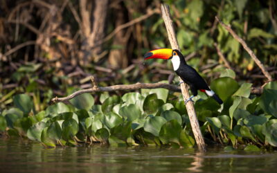 Tucán toco posado sobre una rama entre vegetación acuática en el Pantanal brasileño.