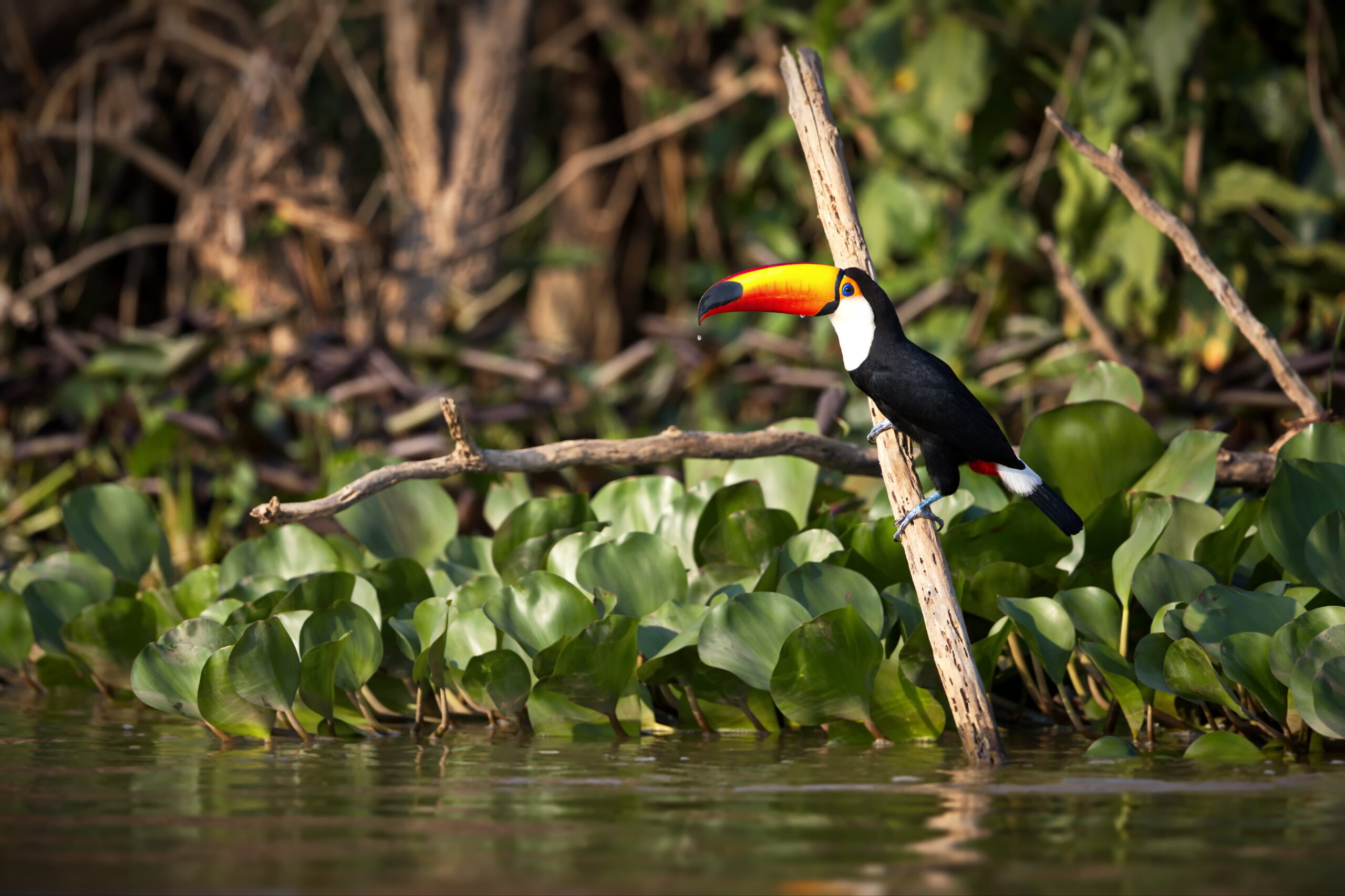 Tucán toco posado sobre una rama entre vegetación acuática en el Pantanal brasileño.