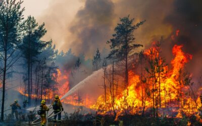 Bomberos apagando un incendio forestal entre árboles envueltos en llamas.