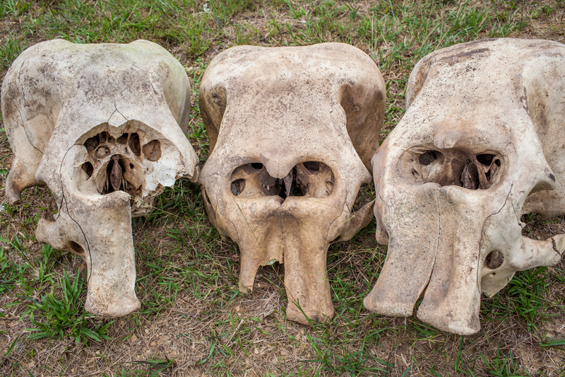 Tres cráneos de elefantes sobre la hierba, mostrando los huecos donde antes estaban sus colmillos, evidencia de la caza furtiva.