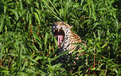 Jaguar en medio de la densa vegetación verde abriendo la boca y mostrando sus colmillos