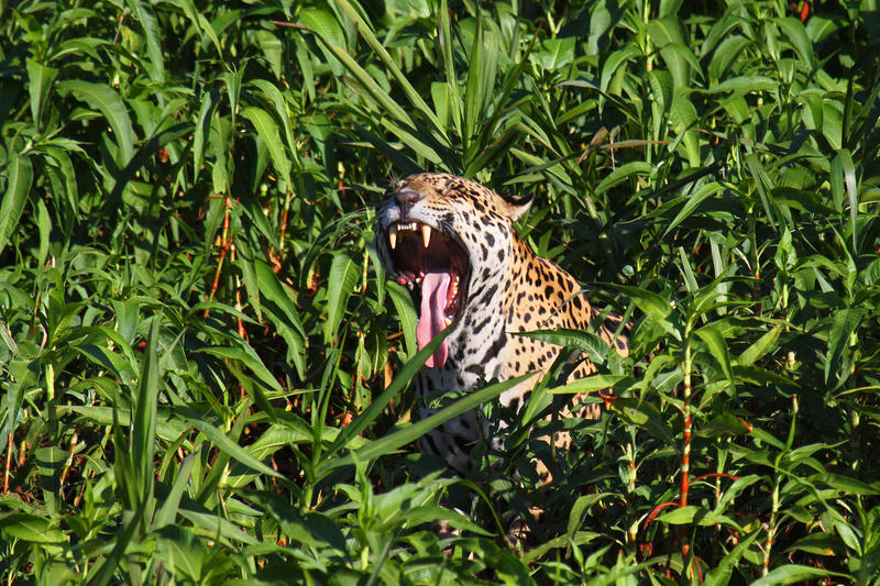 Jaguar en medio de la densa vegetación verde abriendo la boca y mostrando sus colmillos
