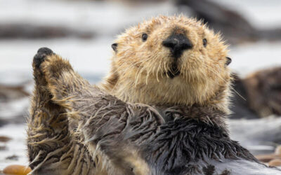 Nutria marina de pelaje mojado flotando en el agua con las patas delanteras juntas.