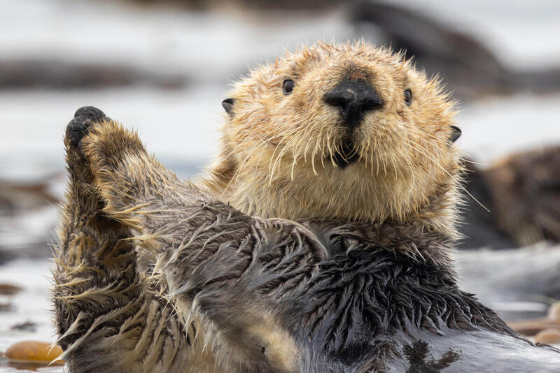 Nutria marina de pelaje mojado flotando en el agua con las patas delanteras juntas.