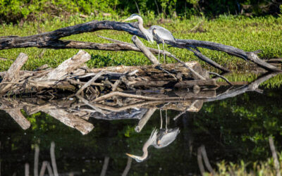 Garza azul posada sobre troncos secos reflejada en el agua de un humedal.