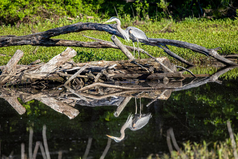 Garza azul posada sobre troncos secos reflejada en el agua de un humedal.