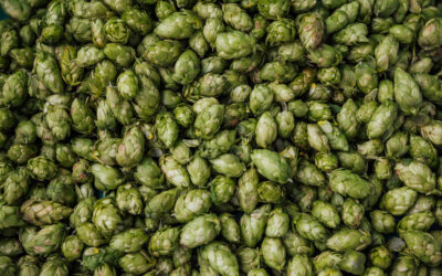 Montón de conos de lúpulo verde recién cosechados.